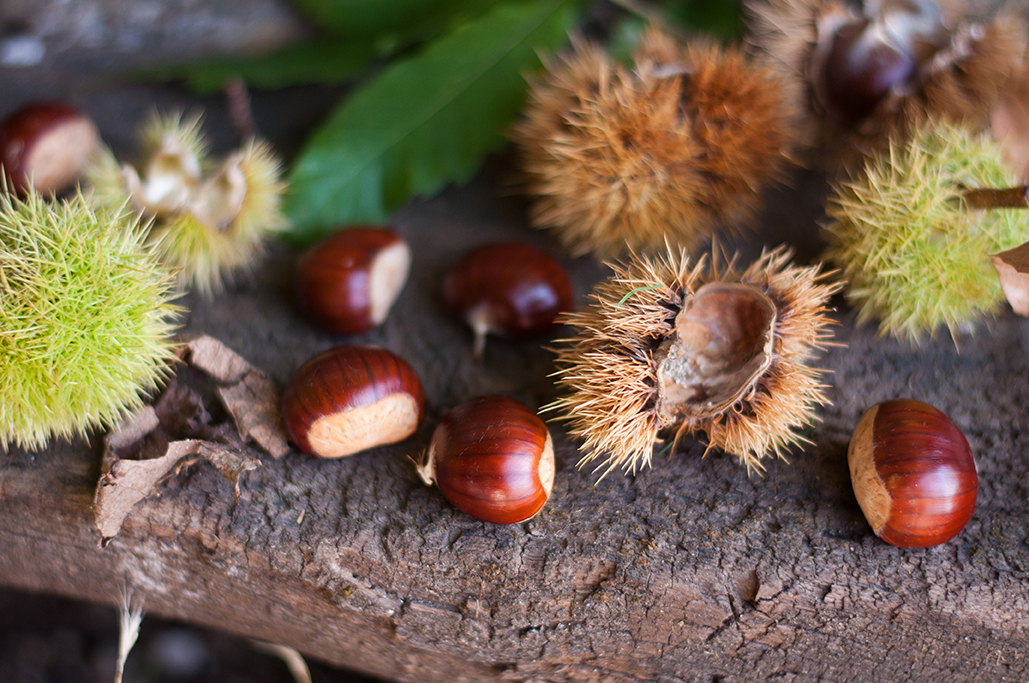 Pourquoi les châtaignes sont véreuses ?